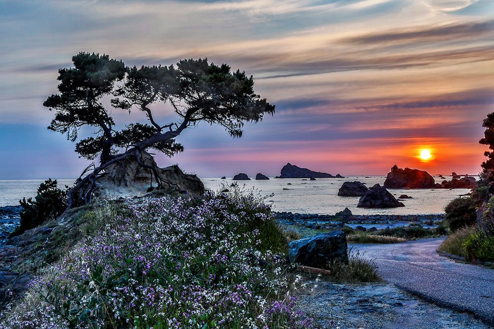USA-California-Crescent City-Monterey Cypress art print by Joe III Restuccia for $57.95 CAD