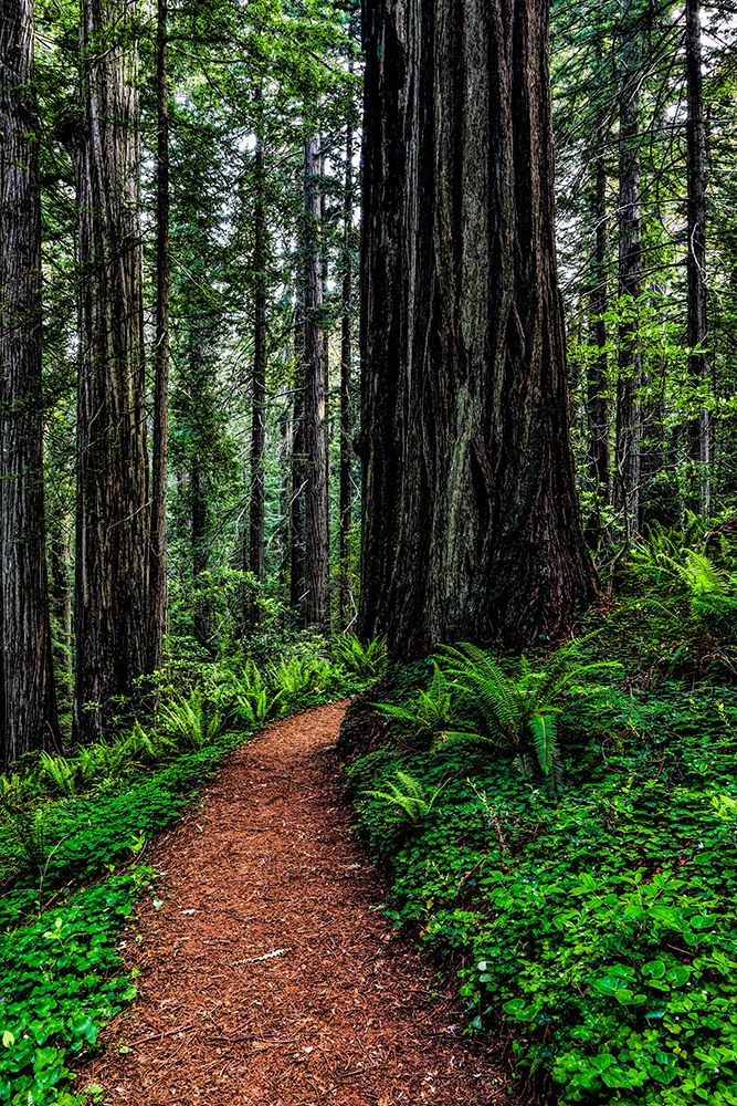 California-Crescent City-Damnation Creek Trail art print by Joe III Restuccia for $57.95 CAD