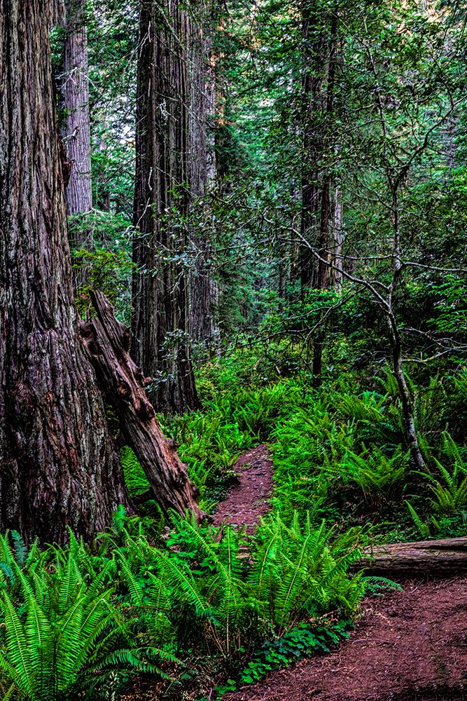 California-Crescent City-Damnation Creek Trail art print by Joe III Restuccia for $57.95 CAD
