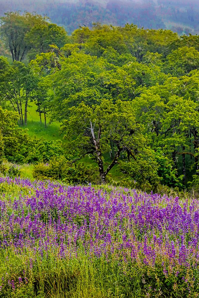 USA-California-Crescent City-Redwoods National Park-Silky Lupine art print by Joe III Restuccia for $57.95 CAD