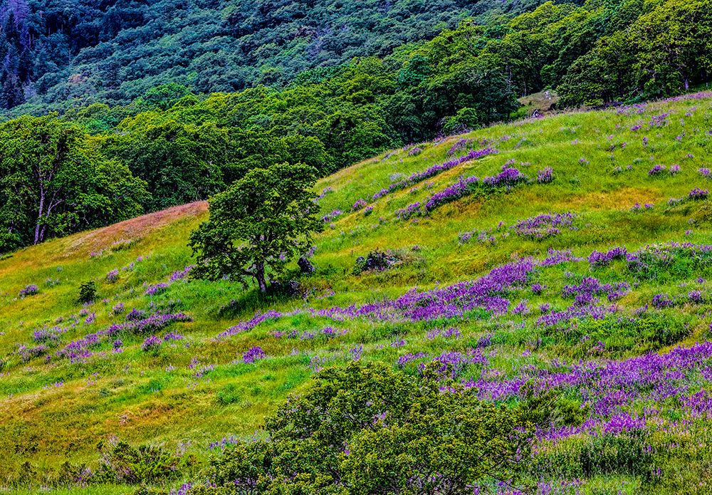 USA-California-Crescent City-Redwoods National Park-Bold Hills art print by Joe III Restuccia for $57.95 CAD