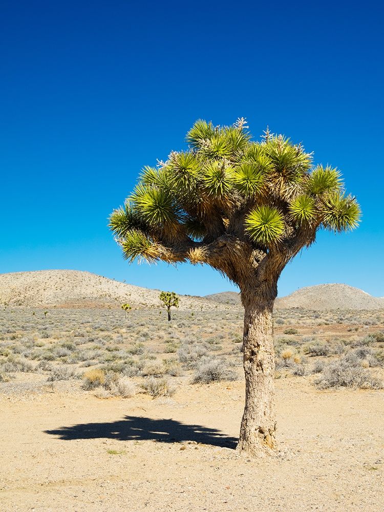 California Joshua Trees art print by Jamie and Judy Wild for $57.95 CAD