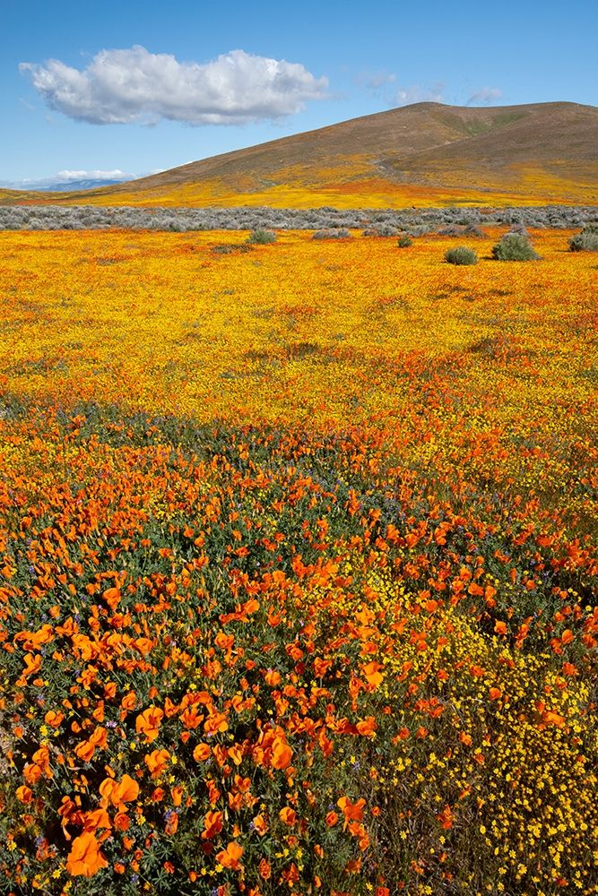 California Fields of California Poppy-Goldfields with clouds-Antelope Valley art print by Judith Zimmerman for $57.95 CAD