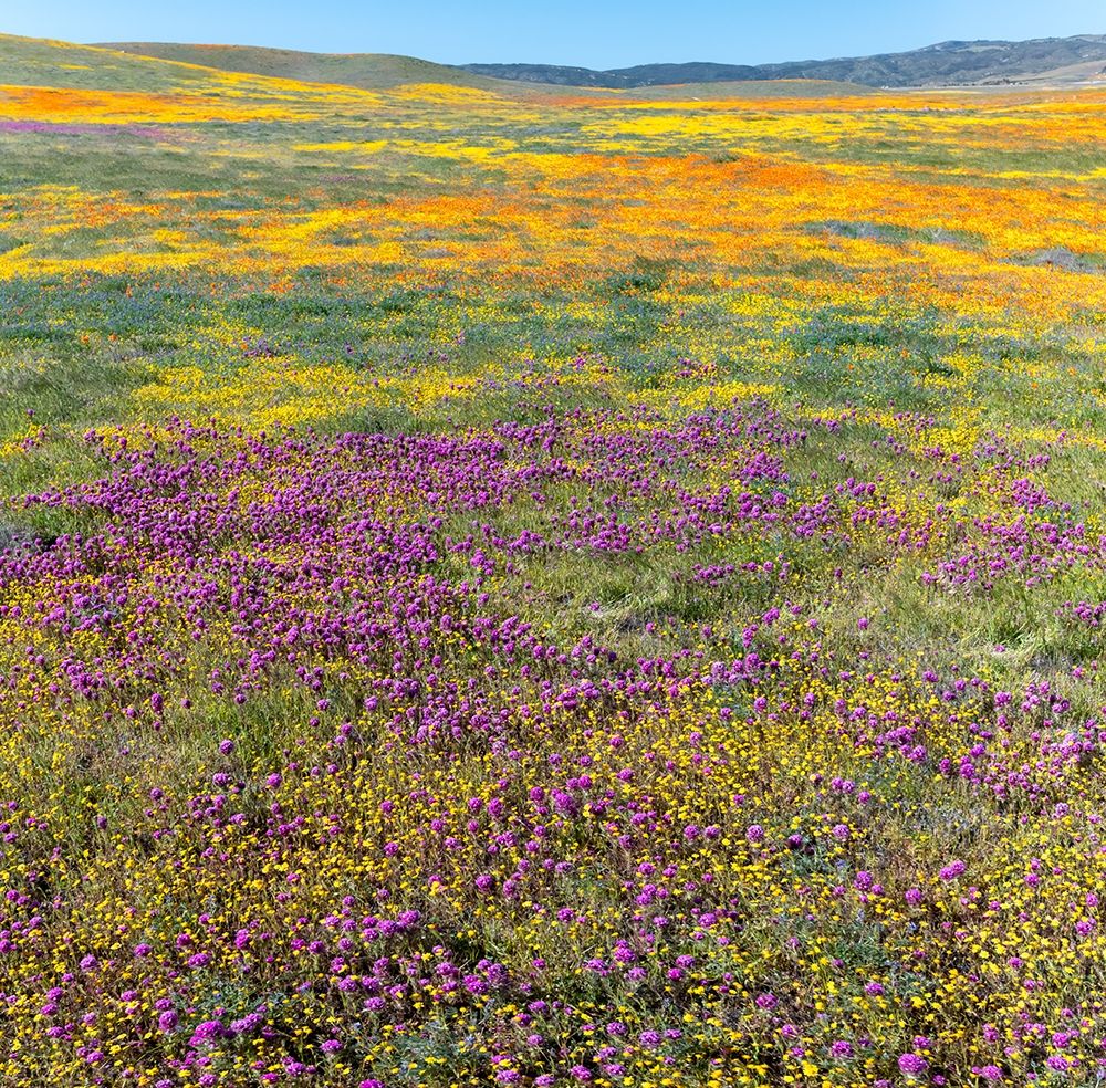 California Fields of California Poppy-Goldfields-Owls Clover-Antelope Valley art print by Judith Zimmerman for $57.95 CAD