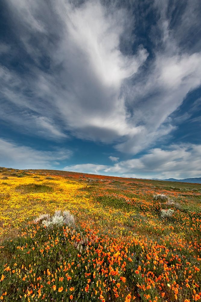 California Fields of California Poppy-Goldfields with clouds-Antelope Valley art print by Judith Zimmerman for $57.95 CAD