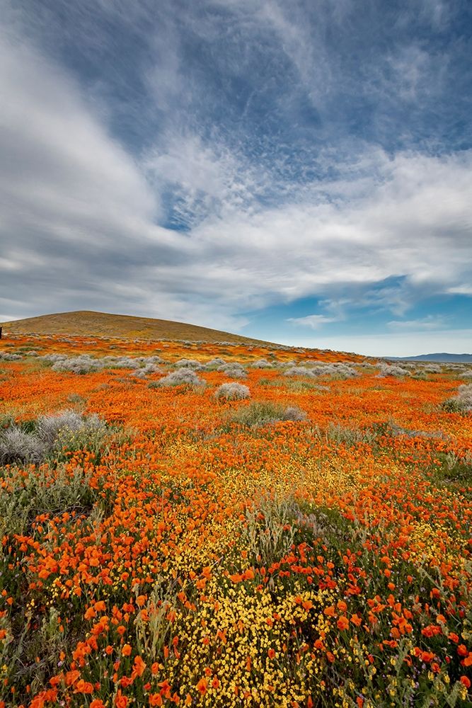 California Fields of California Poppy-Goldfields with clouds-Antelope Valley art print by Judith Zimmerman for $57.95 CAD