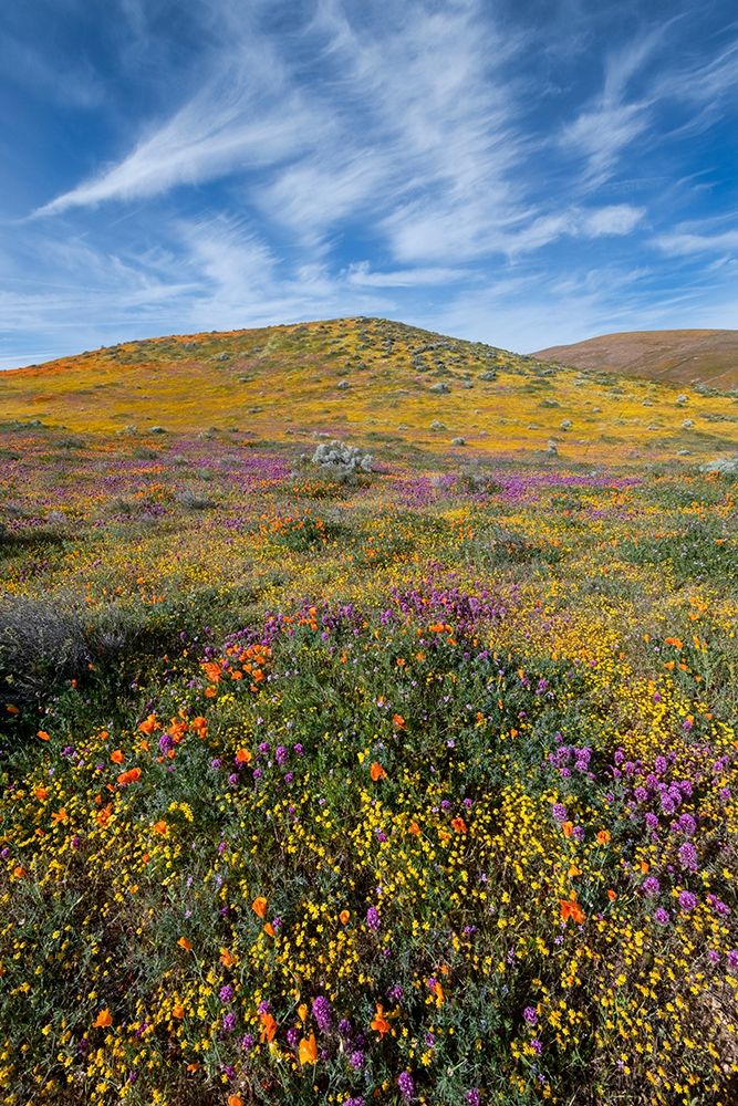 California Fields of California Poppy-Goldfields-Owls Clover with clouds-Antelope Valley art print by Judith Zimmerman for $57.95 CAD
