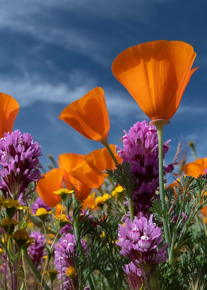 California California Poppy-Goldfields-Owls Clover against the sky-Antelope Valley art print by Judith Zimmerman for $57.95 CAD