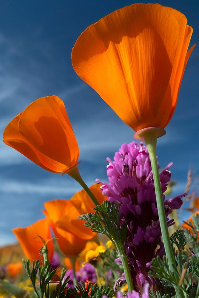 California California Poppy-Goldfields-and Owls Clover-Antelope Valley California Poppy Reserve art print by Judith Zimmerman for $57.95 CAD