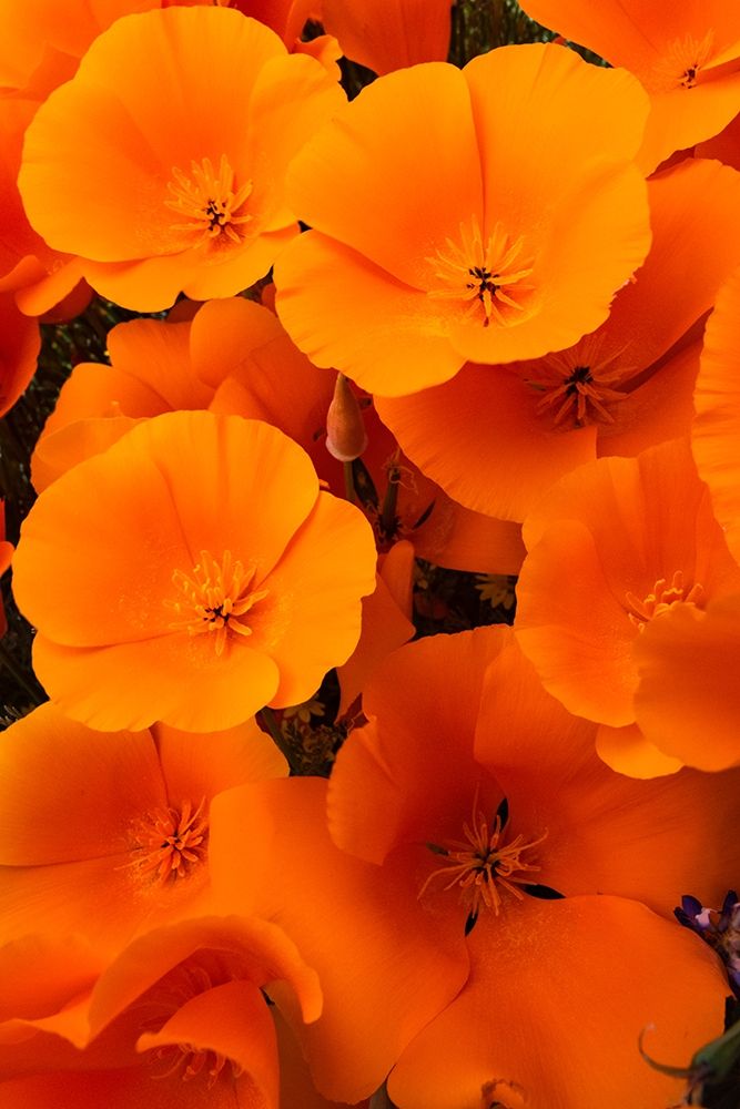 California California Poppy detail-Antelope Valley art print by Judith Zimmerman for $57.95 CAD