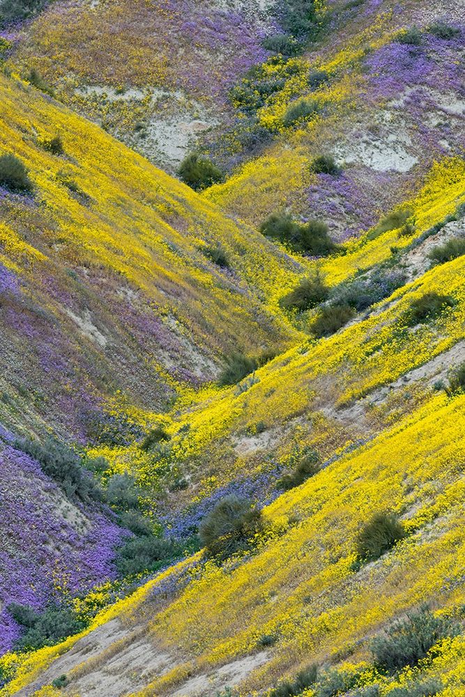 California Common Hillside Daisy and phacelia-Carrizo Plain National Monument art print by Judith Zimmerman for $57.95 CAD