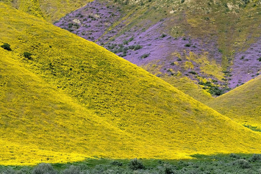 California Common Hillside Daisy and phacelia-Carrizo Plain National Monument art print by Judith Zimmerman for $57.95 CAD