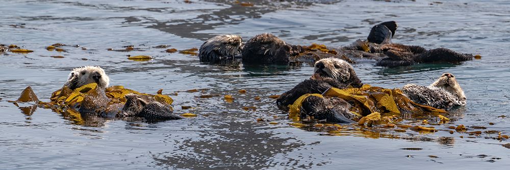 USA-California Sea Otters (Enhydra lutris) art print by Judith Zimmerman for $57.95 CAD