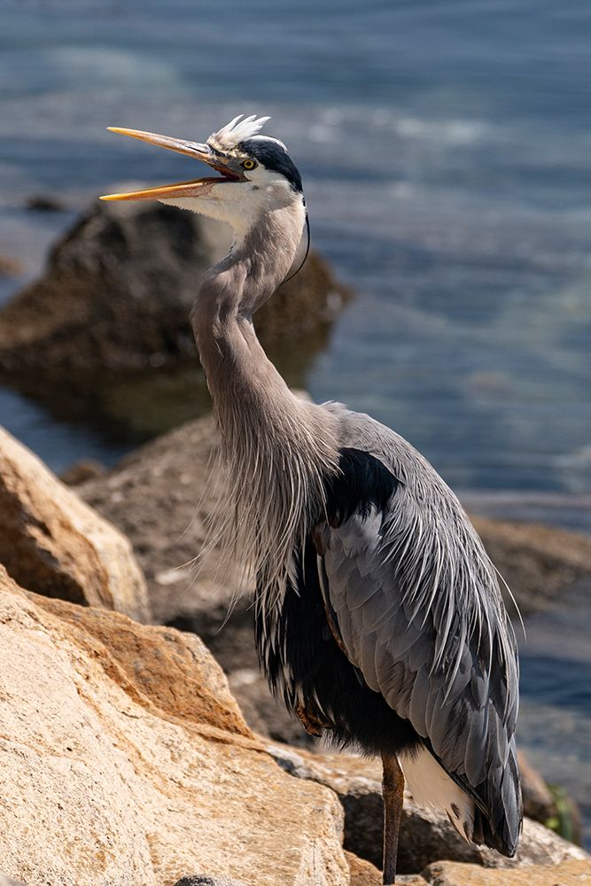 USA-California Great Blue Heron (Ardea Herodias) art print by Judith Zimmerman for $57.95 CAD