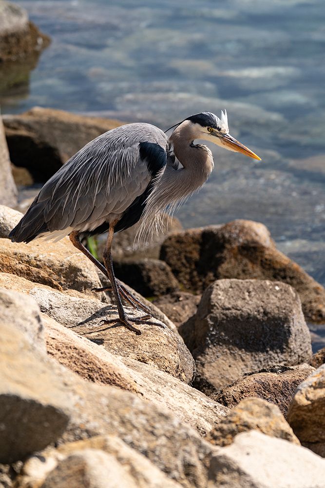 USA-California Great Blue Heron (Ardea Herodias) art print by Judith Zimmerman for $57.95 CAD