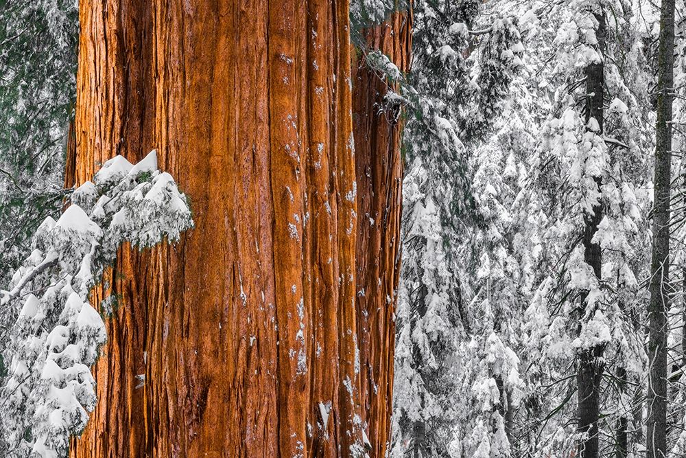 Giant Sequoia in the Congress Grove in winter-Giant Forest-Sequoia National Park-California-USA art print by Russ Bishop for $57.95 CAD