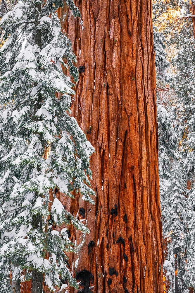 Giant Sequoia in the Congress Grove in winter-Giant Forest-Sequoia National Park-California-USA art print by Russ Bishop for $57.95 CAD