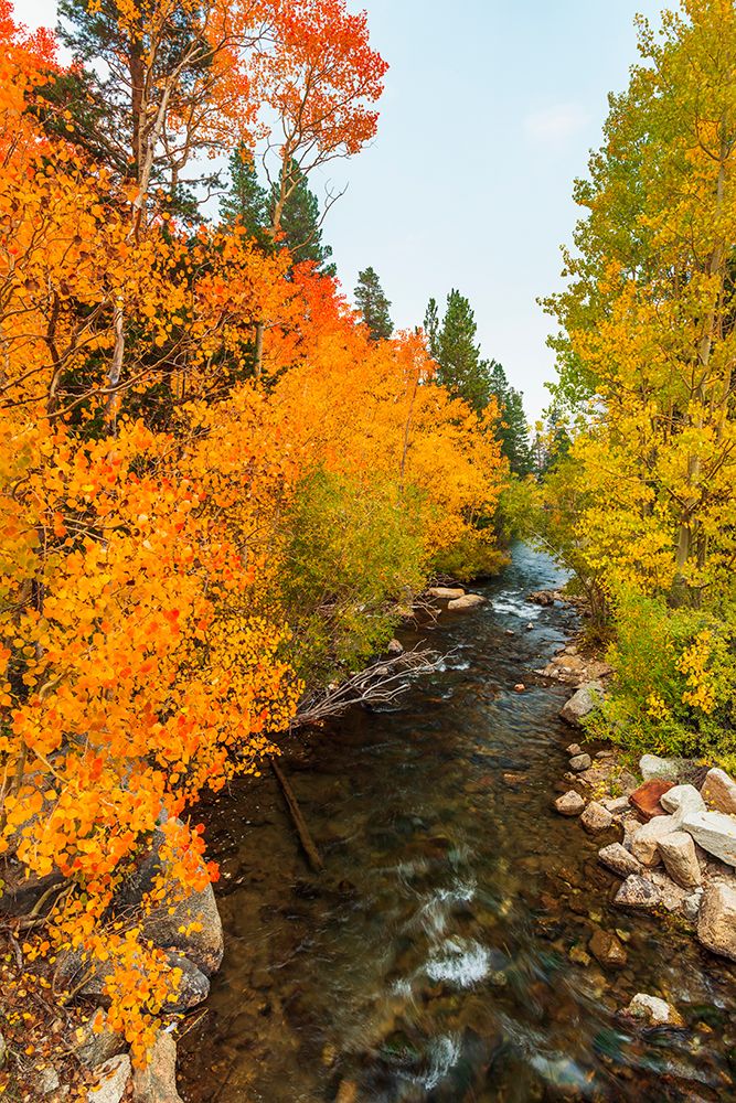 Fall color along Bishop Creek-Inyo National Forest-California-USA art print by Russ Bishop for $57.95 CAD
