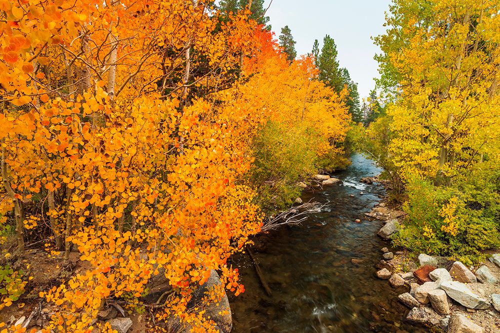Fall color along Bishop Creek-Inyo National Forest-California-USA art print by Russ Bishop for $57.95 CAD