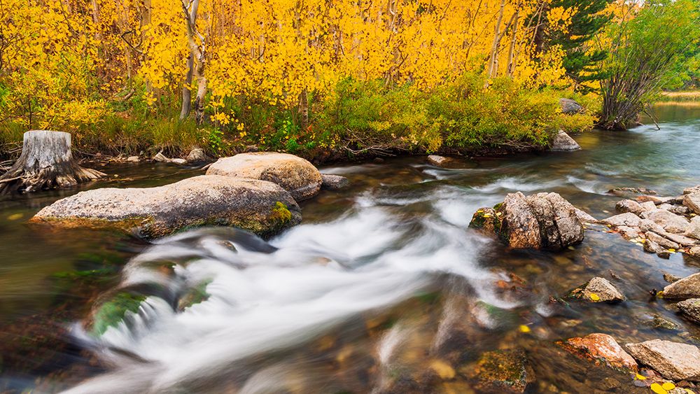 Fall color along Bishop Creek-Inyo National Forest-California-USA art print by Russ Bishop for $57.95 CAD