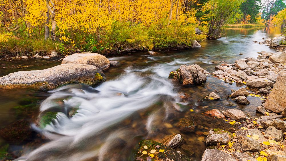 Fall color along Bishop Creek-Inyo National Forest-California-USA art print by Russ Bishop for $57.95 CAD