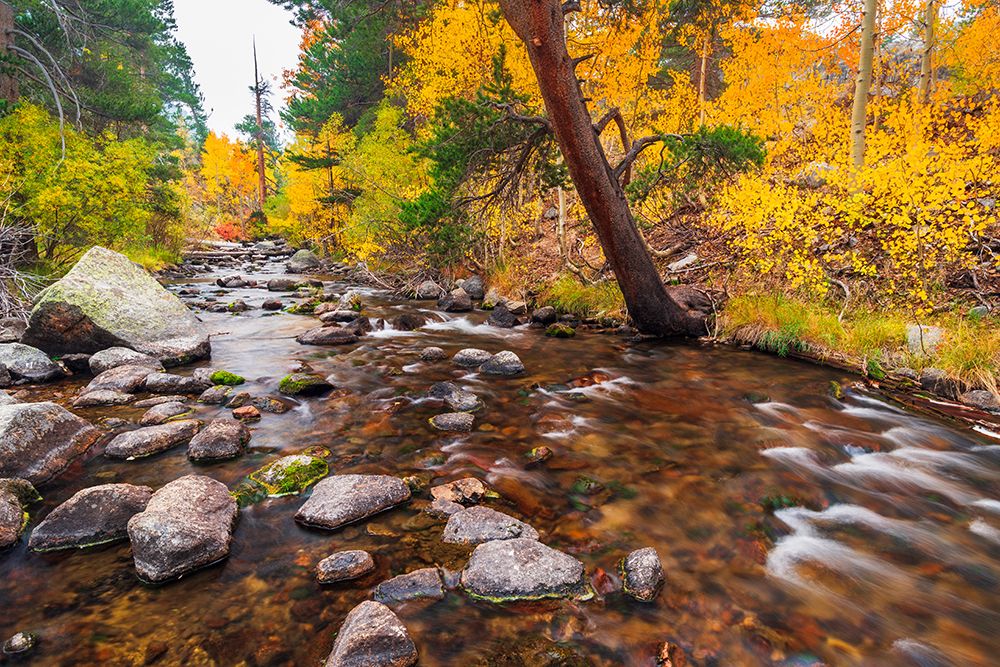 Fall color along Bishop Creek-Inyo National Forest-California-USA art print by Russ Bishop for $57.95 CAD