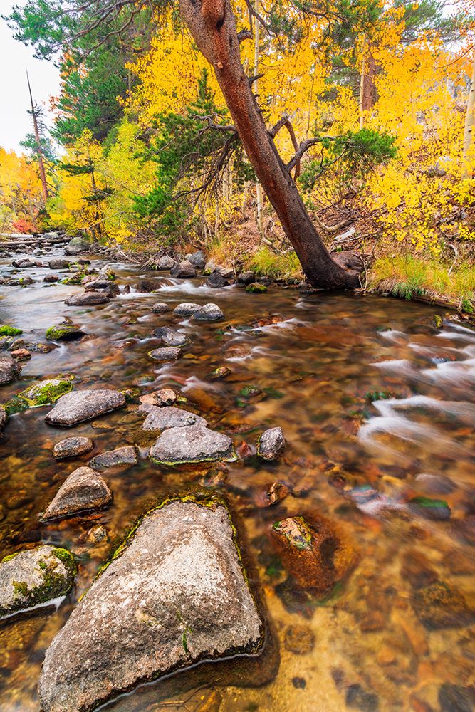 Fall color along Bishop Creek-Inyo National Forest-California-USA art print by Russ Bishop for $57.95 CAD