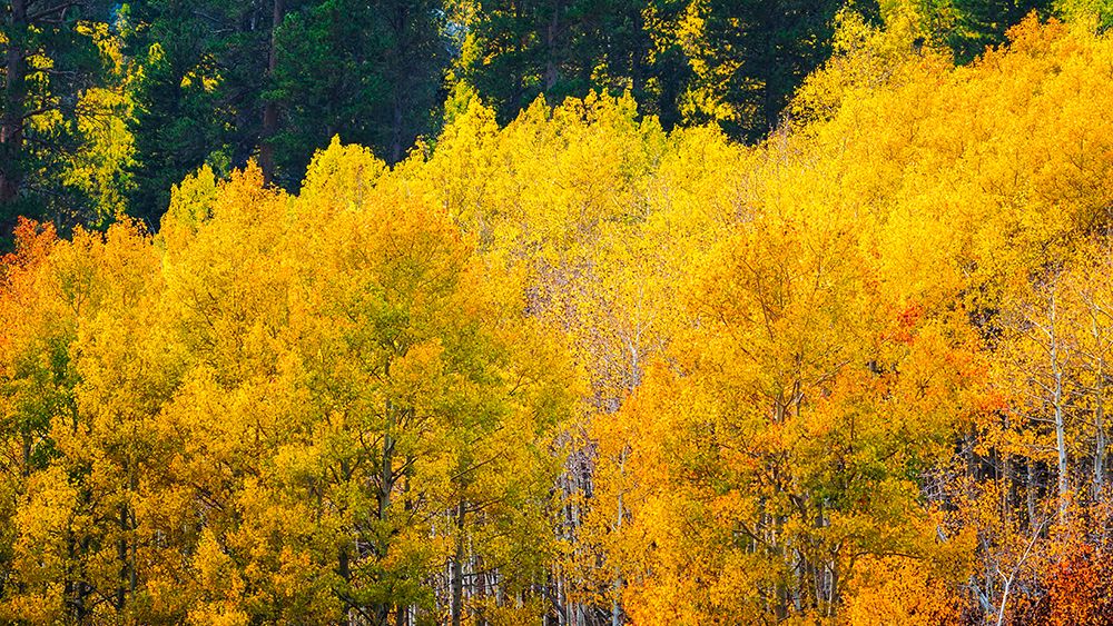Quaking aspen in full autumn color along Bishop Creek-Inyo National Forest-California-USA art print by Russ Bishop for $57.95 CAD
