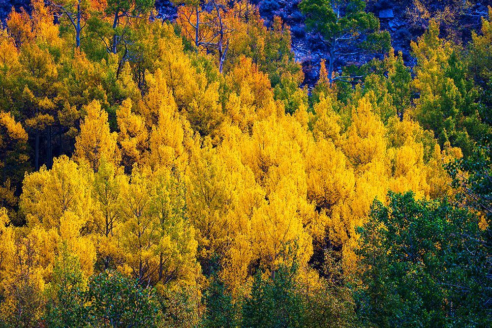 Quaking aspen in full autumn color along Bishop Creek-Inyo National Forest-California-USA art print by Russ Bishop for $57.95 CAD