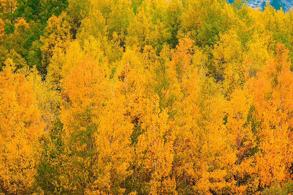 Fall color along Bishop Creek-Inyo National Forest-California-USA art print by Russ Bishop for $57.95 CAD