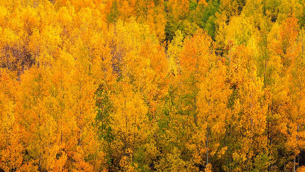 Fall color along Bishop Creek-Inyo National Forest-California-USA art print by Russ Bishop for $57.95 CAD