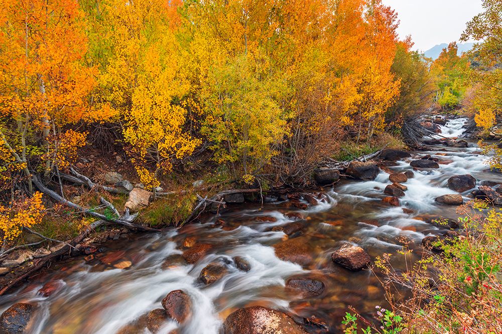 Fall color along Bishop Creek-Inyo National Forest-California-USA art print by Russ Bishop for $57.95 CAD