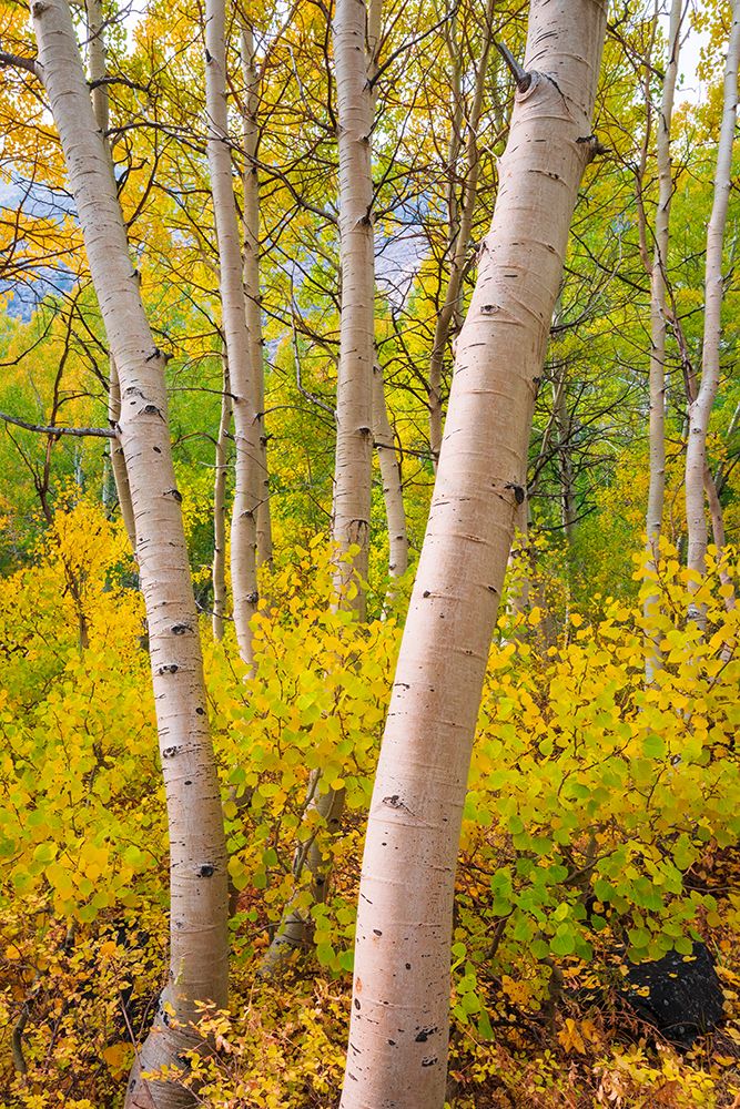 Fall color along Bishop Creek-Inyo National Forest-California-USA art print by Russ Bishop for $57.95 CAD