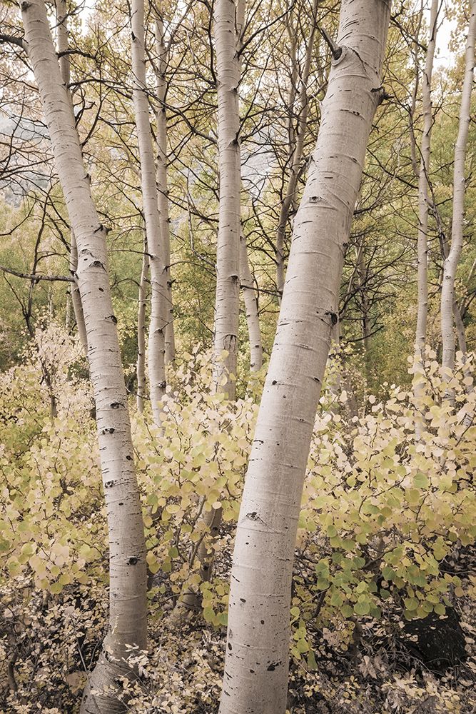 Fall color along Bishop Creek-Inyo National Forest-California-USA art print by Russ Bishop for $57.95 CAD