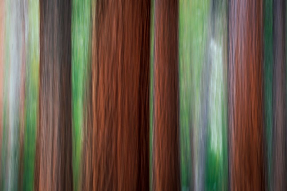 Forest abstract-Yosemite National Park-California-USA art print by Russ Bishop for $57.95 CAD