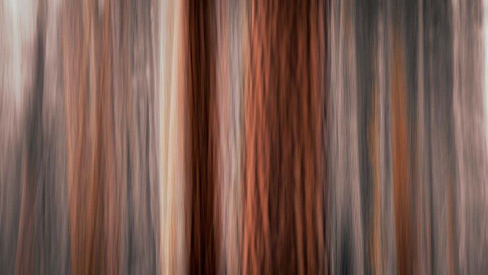 Forest abstract-Yosemite National Park-California-USA art print by Russ Bishop for $57.95 CAD