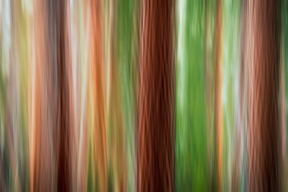 Forest abstract-Yosemite National Park-California-USA art print by Russ Bishop for $57.95 CAD