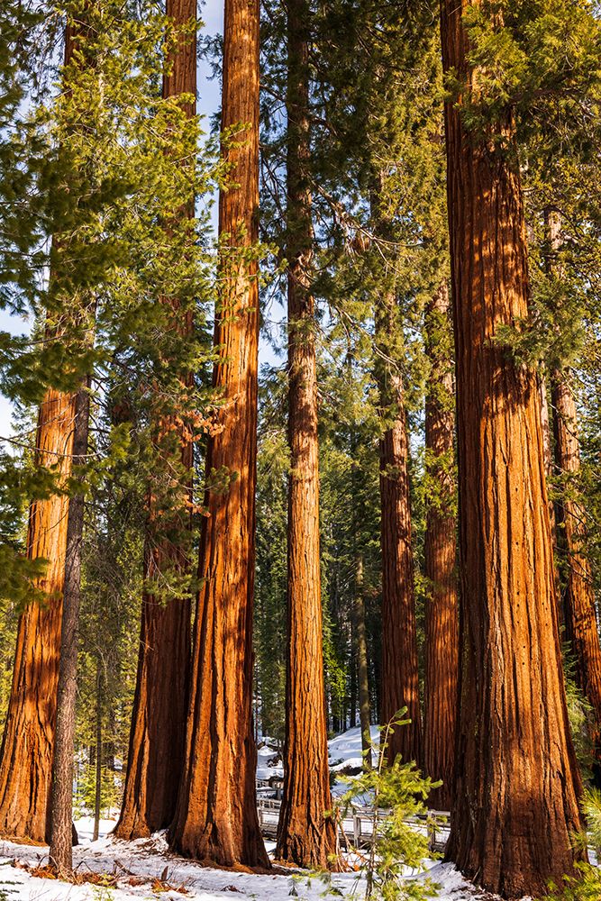 Giant Sequoia in the Mariposa Grove-Yosemite National Park-California-USA art print by Russ Bishop for $57.95 CAD