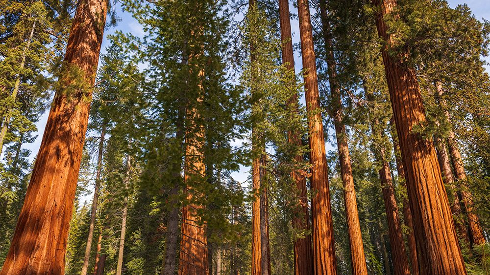 Giant Sequoia in the Mariposa Grove-Yosemite National Park-California-USA art print by Russ Bishop for $57.95 CAD