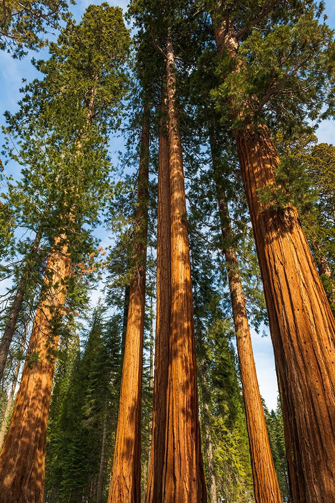 Giant Sequoia in the Mariposa Grove-Yosemite National Park-California-USA art print by Russ Bishop for $57.95 CAD