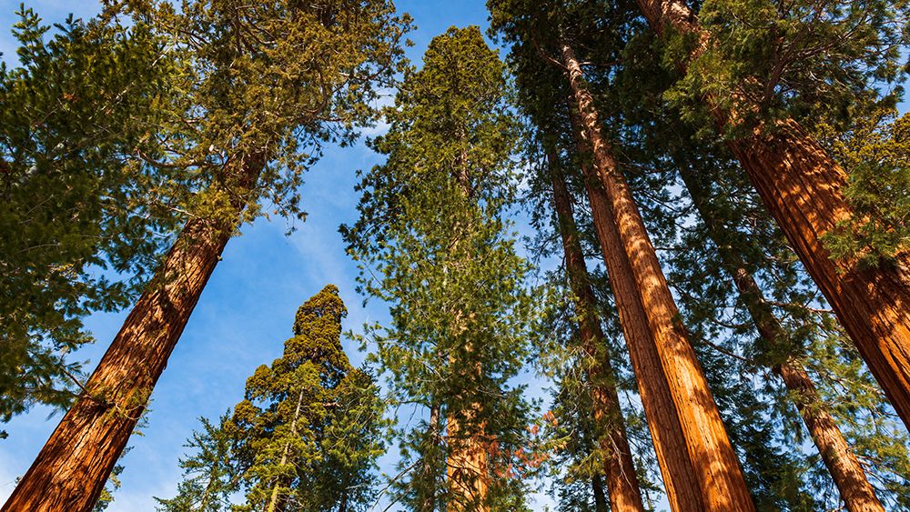Giant Sequoia in the Mariposa Grove-Yosemite National Park-California-USA art print by Russ Bishop for $57.95 CAD