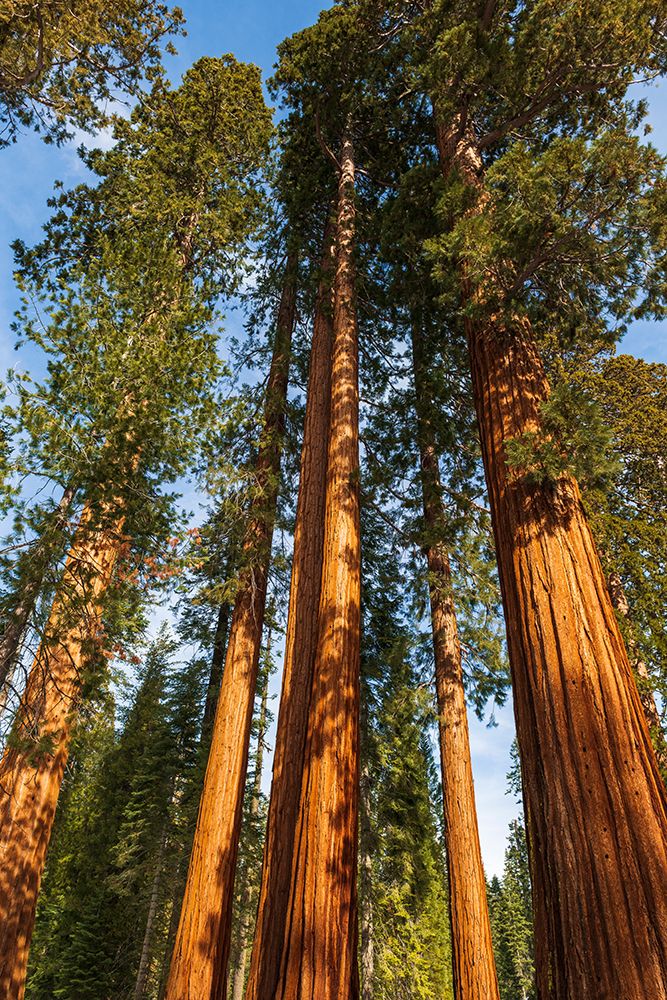 Giant Sequoia in the Mariposa Grove-Yosemite National Park-California-USA art print by Russ Bishop for $57.95 CAD