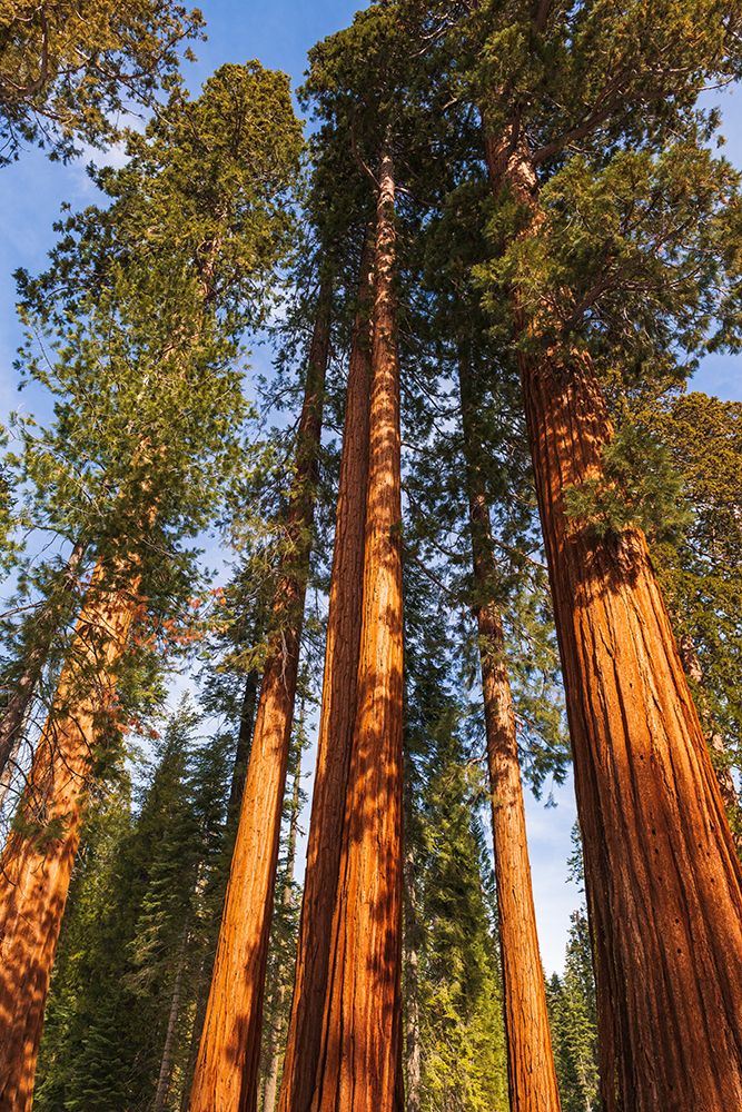 Giant Sequoia in the Mariposa Grove-Yosemite National Park-California-USA art print by Russ Bishop for $57.95 CAD