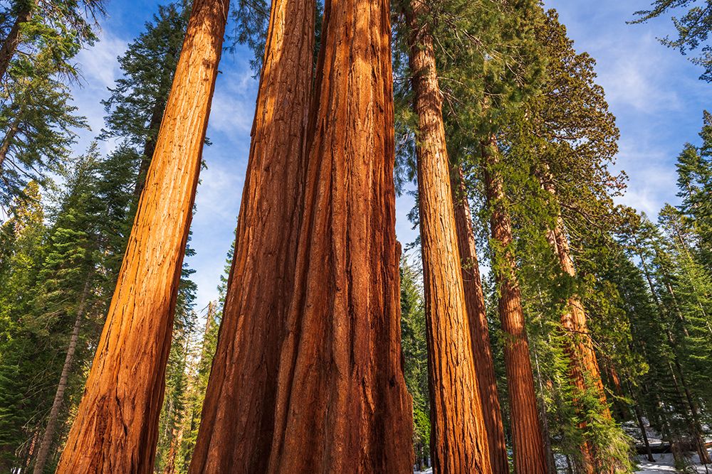 Giant Sequoia in the Mariposa Grove-Yosemite National Park-California-USA art print by Russ Bishop for $57.95 CAD