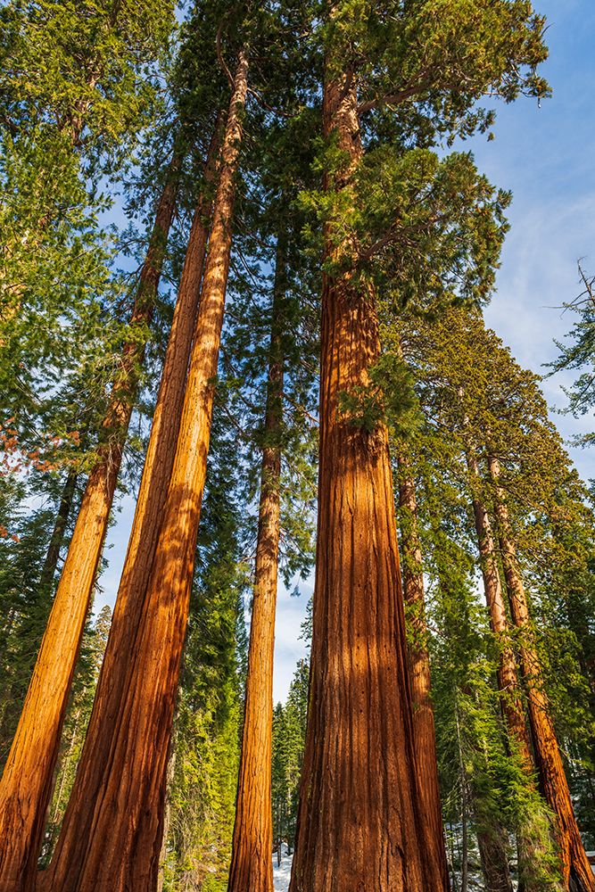 Giant Sequoia in the Mariposa Grove-Yosemite National Park-California-USA art print by Russ Bishop for $57.95 CAD