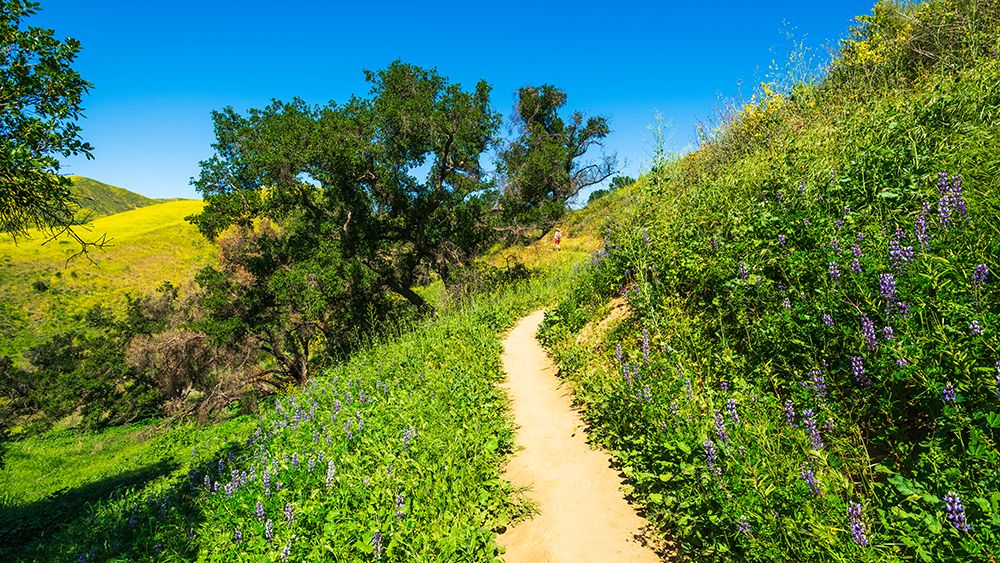 Hiker and lupine in Harmon Canyon Preserve-Ventura-California-USA (MR) art print by Russ Bishop for $57.95 CAD