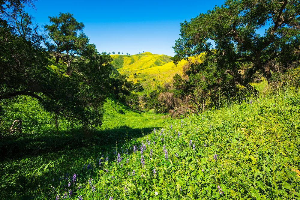 Oak trees and lupine in Harmon Canyon Preserve-Ventura-California-USA art print by Russ Bishop for $57.95 CAD