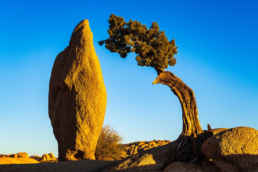 Balanced rock and juniper-Joshua Tree National Park-California-USA art print by Russ Bishop for $57.95 CAD