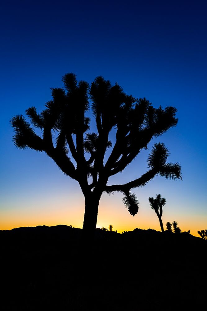 Joshua trees at sunset-Joshua Tree National Park-California-USA art print by Russ Bishop for $57.95 CAD