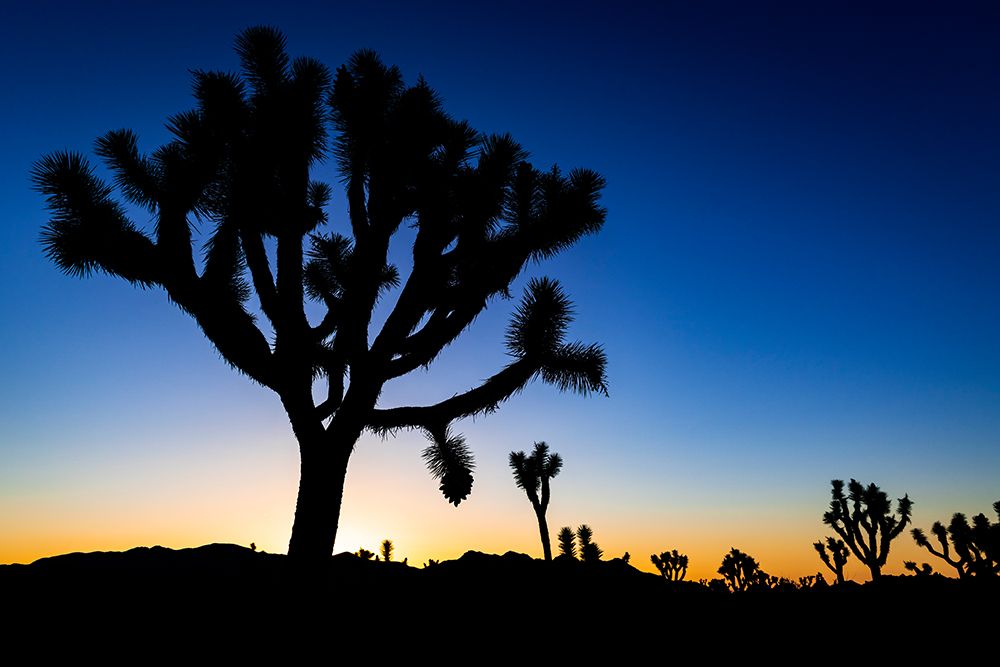 Joshua trees at sunset-Joshua Tree National Park-California-USA art print by Russ Bishop for $57.95 CAD